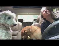 Labrador Wolfs Down Tortillas In Car In Front of White Dog
