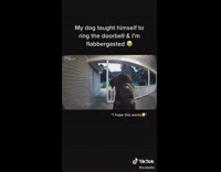 Black dog on porch in front of door on leash rings doorbell