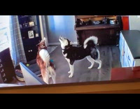 Dog watches funny pet videos on tv