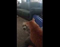 Dog run around living room pester cat