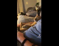 Collab Clips MPUGC2 - Orange cat spoiled by man 