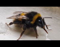 Man feeds bee sugar water