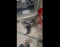 Cat tries to grab money from ATM 