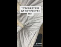Guy pretends to throw dog out window 