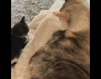 Small kitten hits big cat on couch