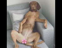 Brown Dog Spreads Legs on Grey Couch Covered by Flower Emoji