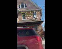 Guy driving sees two dogs on house roof 