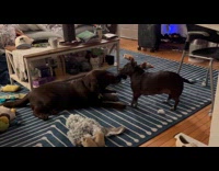 Dog plays tug of war over socks