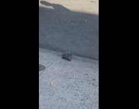Man has pet turtle walking into street