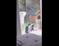 Dog bites licks screen door