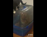 Collab BitchMP - Orange cat stuck in litter box cant get out 
