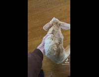 Collab Clips mpugc - Fox let go runs around on couch