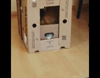 Cat inside box grabs plush doll and brings it inside box