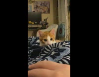 Kitten cat eyes pupils dilate blue blanket