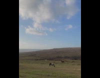 Lady watches horses grazing on grass field 