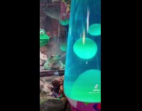 Frog stares at green lava lamp