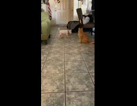 White puppy dog jumps hits face cat