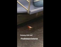Fish tail left under seats on subway train