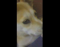 Small brown white dog bites front paw