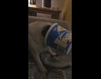 Pug dog has blue container over face 