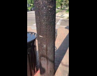 Wooden pole filled with poster staples street