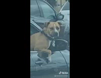 Funny dad compilation dog bubbles