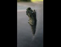 Butterfly emerge from cocoon on glass window