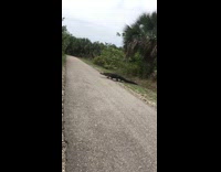 Large alligator crocodile walks across street