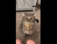 Collab Clips MPUGC - Woman does bop it trend on cats face 