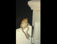 Collab BitchMP - Frog on white fence do a flip falls