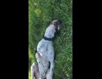 black and white dog on back grass