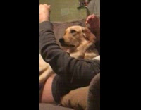 Collab Clips mpugc - Dog couch missile launch