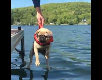 Pug Gets Dropped to Swim in Lake 