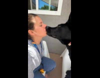 Black dog kiss woman stops on cue