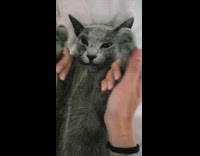 Grey kitten plays peekaboo 