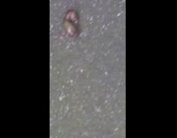 Black yellow bee wasps eat dead mouse 