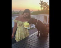 Brown labrador dog eats yellow cake girl 