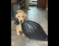 Dog runs with trash bag in mouth 