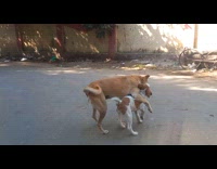Stray dogs playing on street