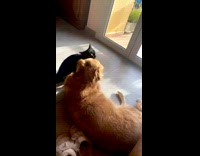 Collab PLC - Black Cat Licks Golden Retriever on Face