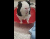 Collab DailyDoseOfInternet - Guinea pig bath on sink red bowl