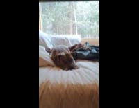 Dog lie down while it snows outside