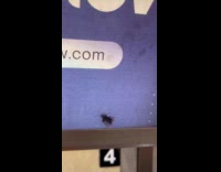 Cockroach inside of advertisement display in train