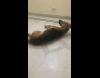 Large brown and black dog lays back 