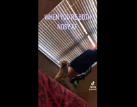 Collab BitchMP - Girl and dog look outside window blinds 