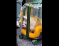 Fashion dog in carrier rides the subway