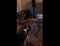 Collab AnimalsDT - Black Dog Scared Of Sound Coming From Speaker