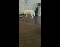 Dog Whines and Howls Over Squeaky Toy