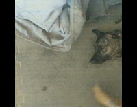 Dog refuse to leave owner sweep floor