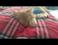 Orange kitten sleeps with blue ball 
